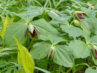 Red trillium or Trillium erectum wildflower