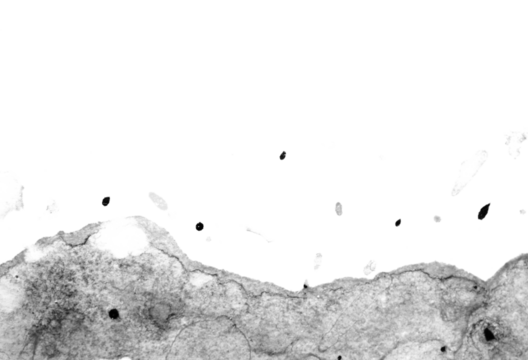 Acrylic Heavy Paint Splatters brush strokes and spots overlay transparent background grunge - Powered by Adobe