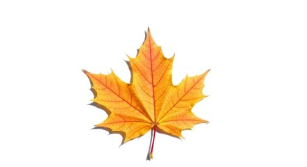 Fototapeta premium Single maple leaf showing autumn color variations on a clean white surface