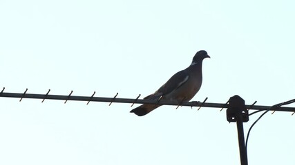 English pigeon small wildlife birds on house television aerial - Powered by Adobe