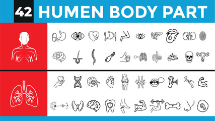 Collection of hand drawn line art illustrations of human body parts and organs on a white background