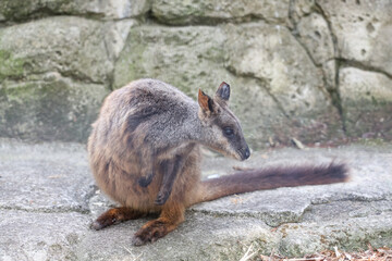 The Tammar Wallaby is small animal and cute in Australia