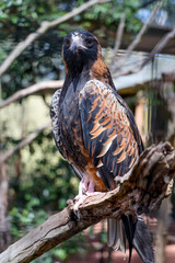 The black breasted buzzard is predator in  australia