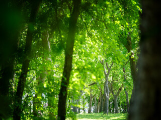 Fototapeta premium On the side of a trail, there is this beautiful forest stretching out layer by layer. Afternoon sun shining on the trees and grass on the ground. 
