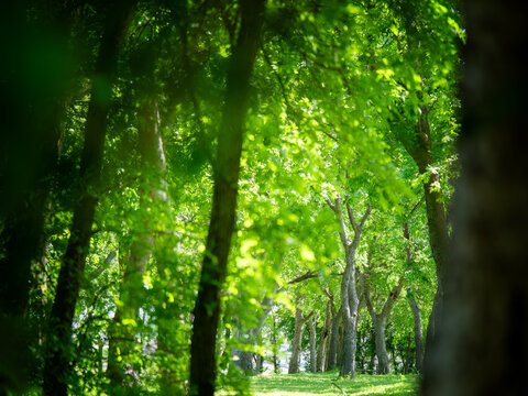 On the side of a trail, there is this beautiful forest stretching out layer by layer. Afternoon sun shining on the trees and grass on the ground. 