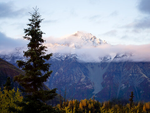 Autumn In Alaska - I love fall foliage color in Alaska, snow on the background with yellow tree leaves on the foreground. Everything is so peaceful and beautiful in this season. 