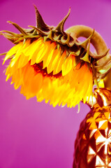 Beautiful sunflower