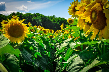 Sunflowers in the field in a beautiful day
