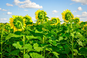 Sunflower field and blue cloudy sky
