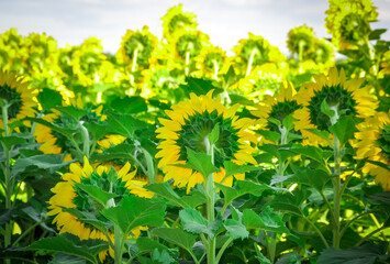 Field of sunflowers