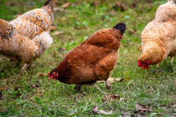 free range chickens