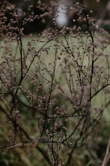 Close-up of an autumn plant with pink flowers and a green blurred background.