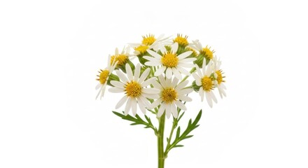 Fototapeta premium Blooming daisies with white petals and yellow centers against white background