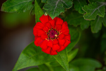 red gerbera flower