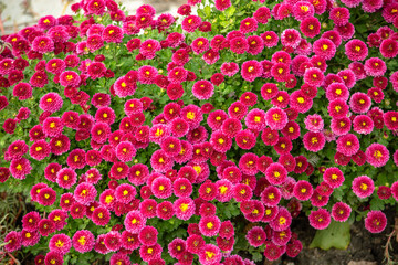 Fototapeta premium pink dahlia in garden