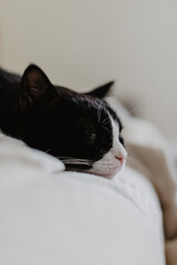 Tired Black cat with white nose and paws sleeps in a striped blanket on a cool autumn day.