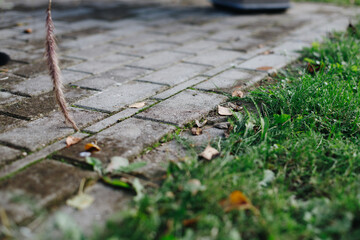 close-up of a rectangular gray pavement next to green grass covered with orange autumn leaves.