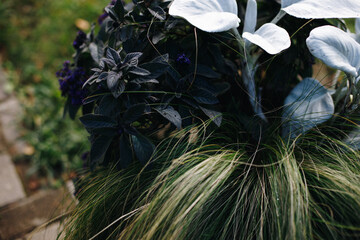 Close-up of green autumn plants in a clay flower pot on a sunny autumn day.