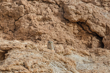 Little owl in natural habitat Athene noctua. Little owl bird camaflauged in desert rocky stones and relaxing . Migration of birds with Copy space. Closeup shot of little owl.