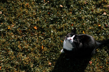black cat with a white nose, neck, and paws sits in green grass covered with colorful autumn leaves on a sunny autumn day and looks up.