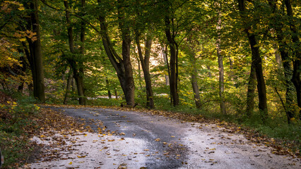 Obraz premium Autumn sunlight filtering through colorful forest trees