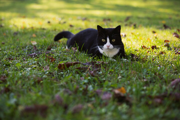 black cat with a white nose, neck and paws lies in green grass covered with colorful autumn leaves on a sunny autumn day.