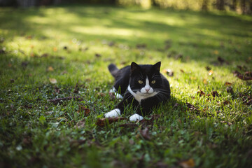 black cat with a white nose, neck and paws lies in green grass covered with colorful autumn leaves on a sunny autumn day.