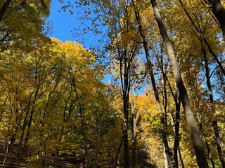 Fototapeta premium autumn in the forest