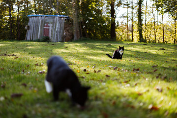 Two black domestic cats with white noses, necks and paws are sitting on green grass in the yard of a private house where colorful autumn leaves have fallen.