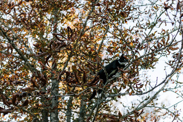 black cat with a white nose, neck, and paws has crept up a tree branch covered in colorful autumn leaves.