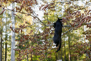 black cat with a white nose, neck, and paws has climbed onto a tree branch covered in colorful autumn leaves and is hanging from it.