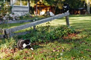 black cat with a white nose, neck, and paws lies in green grass covered with colorful autumn leaves in a golden autumn sunset.