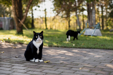 Two black domestic cats with white noses, necks and paws, one of the cats sitting on a gray pavement while the other walks on green grass.