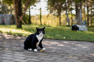 Two black domestic cats with white noses, necks and paws, one of the cats sitting on a gray pavement while the other walks on green grass.