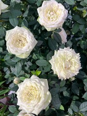 Beautiful white rose blooms in the garden. A white rose bush