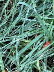 Dewdrops on a plant. Water droplets on a blade of grass. Dew on grass on a cloudy autumn day