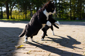 Two black cats with white necks and paws are playing in the sunlight on the gray cobblestones of a rural farmyard.