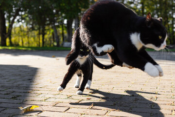 Two black cats with white necks and paws are playing in the sunlight on the gray cobblestones of a rural farmyard.