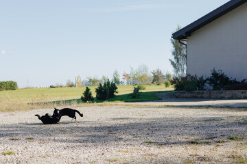 Two black cats with white necks and paws are playing in the courtyard of a rural farmstead on white pebbles in the sunlight.