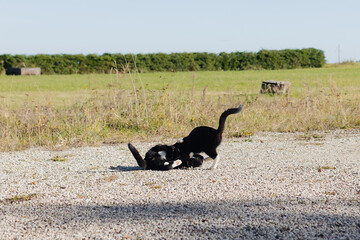 Two black cats with white necks and paws are playing in the courtyard of a rural farmstead on white pebbles in the sunlight.
