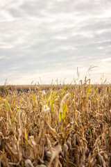 corn field in the morning