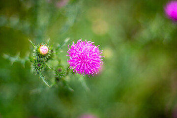 purple thistle flower
