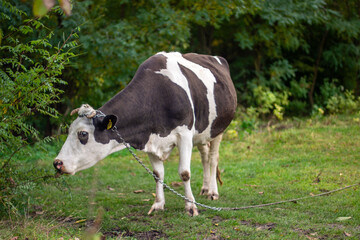 Obraz premium black-white cow in a field