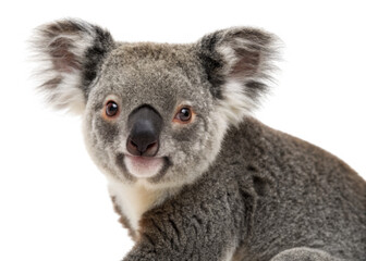 Naklejka premium Koala isolated on a transparent background.