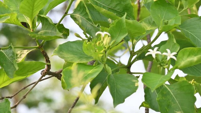 Morinda citrifolia tree flower. Its fruit bearing tree in the coffee family. Its common names&nbsp;great morinda,&nbsp;Indian mulberry,&nbsp;noni,&nbsp;beach mulberry,&nbsp;vomit fruit,&nbsp;awl tree and&nbsp;cheese fruit.