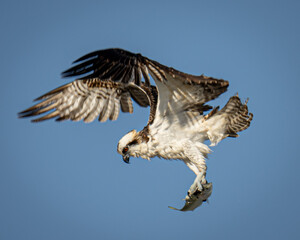 Osprey fishing in New Smyrna Beach, Florida