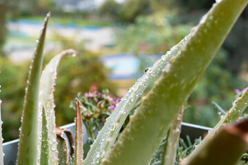 Gocce sulla Aloe Vera