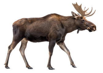 Obraz premium Moose isolated on a transparent background.
