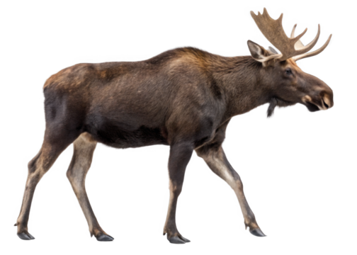 Moose isolated on a transparent background.