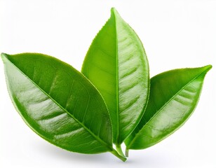 Obraz premium tea leaves isolated on a white background